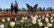 Błotnik: Tulipanowy ogród już zachwyca. Atrakcja na całe Pomorze