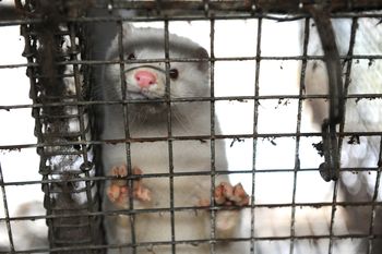 TSUE rozpatruje przełomową sprawę dotyczącą złamanej przez KE obietnicy zakończenia hodowli klatkowej