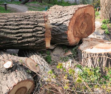 Wycinka drzew 2025 – co trzeba wiedzieć? Nowe przepisy, obowiązki i konsekwencje