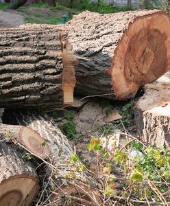 Wycinka drzew 2025 – co trzeba wiedzieć? Nowe przepisy, obowiązki i konsekwencje