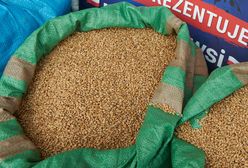 Kaczyński i spółka zawalili na całej linii. Sondaż mówi wszystko