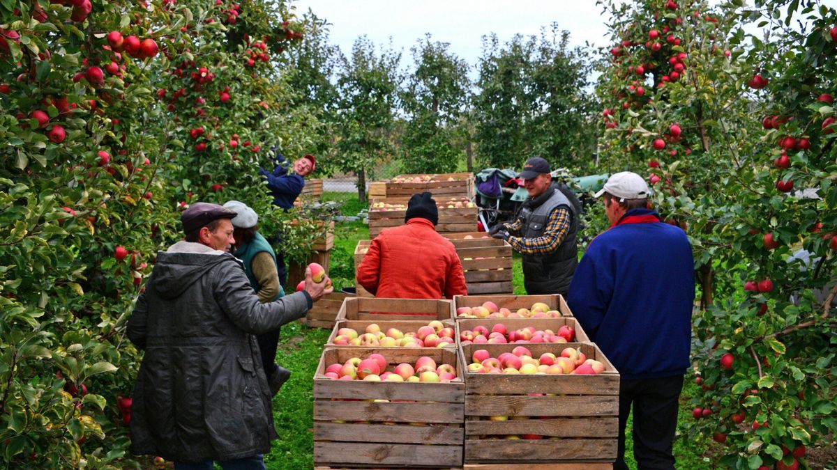 Brakuje rąk do pracy w sadach. 