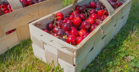 Rusza sezon na czereśnie. Ile kosztują pierwsze polskie owoce?