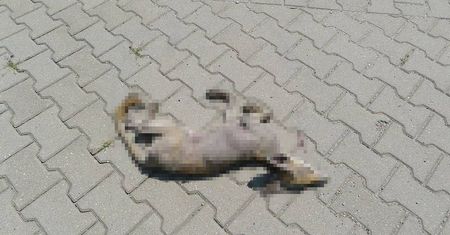 Nie żyje lubelska chupacabra. Chory lis został śmiertelnie potrącony przez samochód