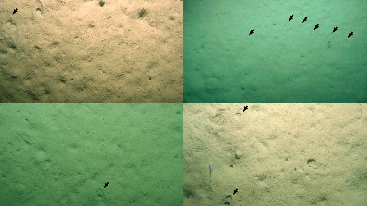 Tajemnicze ślady na dnie