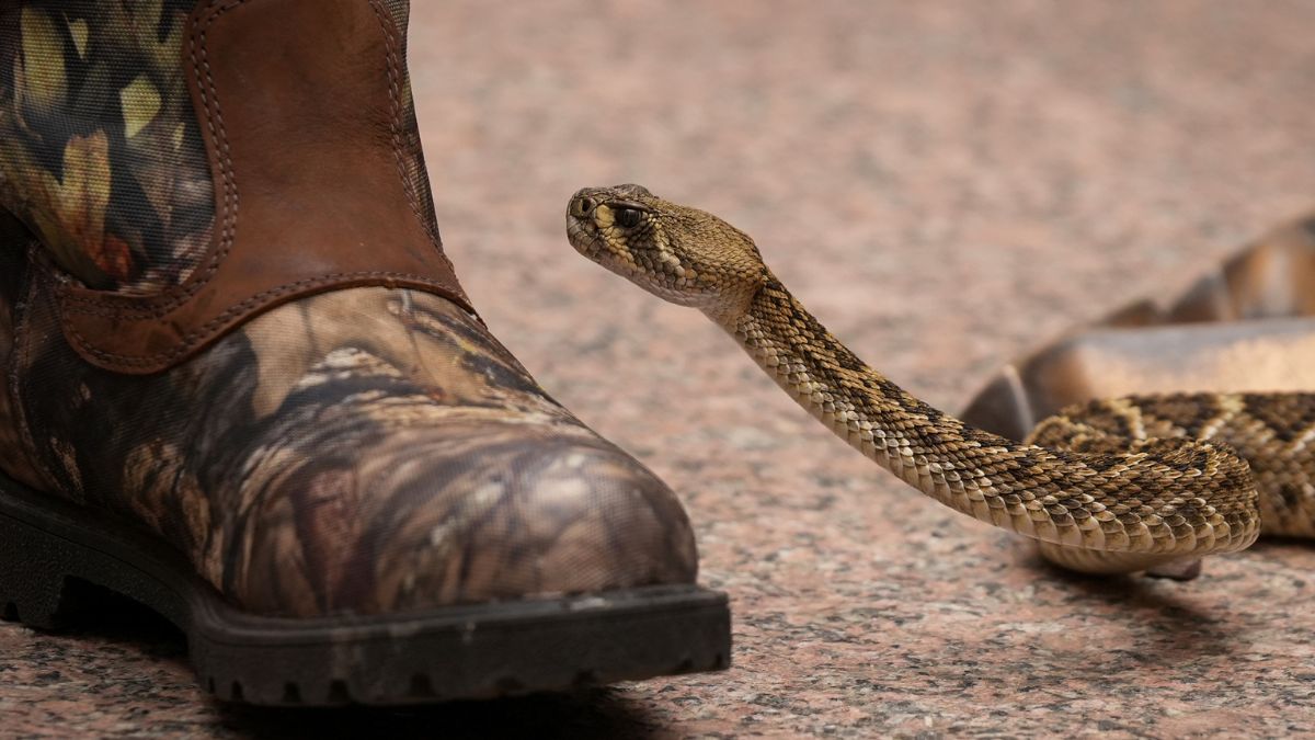 25-latek zmarł po ukąszeniu grzechotnika (zdj. podgl.).