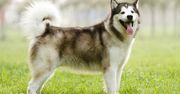 Czy Alaskan Malamute to pies dla Ciebie? Zobacz, zanim zdecydujesz