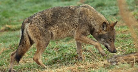 Wilki podchodzą blisko domów. Gminy ostrzegają mieszkańców