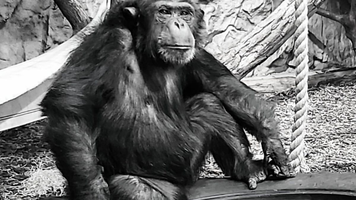 W warszawskim ZOO zapanowała żałoba. Nie żyje jeden z szympansów