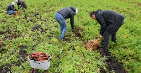Ruszają kolejne samozbiory. Rolnicy ratują rok jak tylko mogą