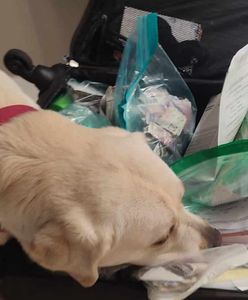 Miał pomagać chorym dzieciom i uchodźcom z Ukrainy. Zdefraudował 20 milionów złotych