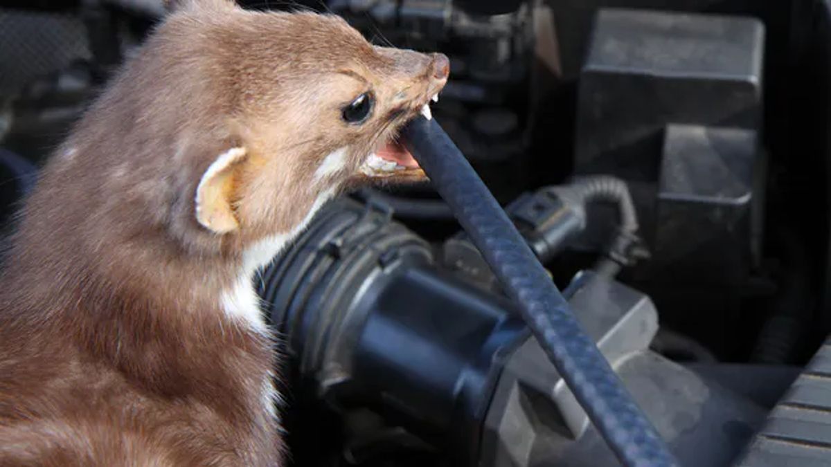 Kuny bywają prawdziwym utrapieniem