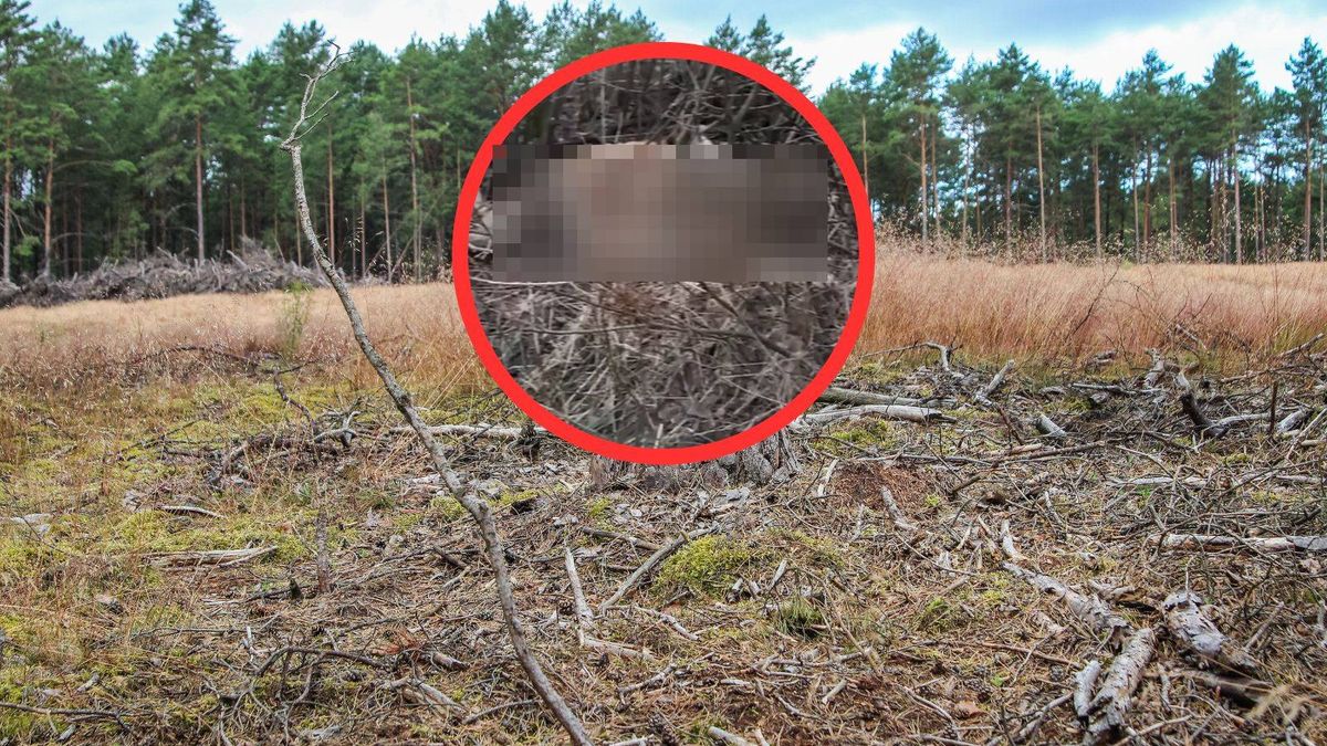 Martwe lisy na Kaszubach