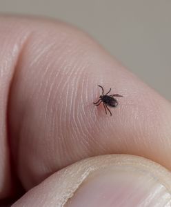 Kleszcze. GIS rozprawia się z mitami na temat pajęczaków