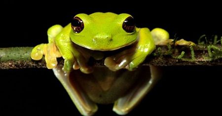 BBC Knowledge: premierowy blok programów przyrodniczych BBC Earth!