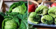 Jaka jest najlepsza kapusta na gołąbki? Jeśli wybierzesz złą wielkość, porwie się po włożeniu do wody
