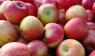 Szykują się rekordowe zbiory jabłek. Problemem może być ich sprzedaż