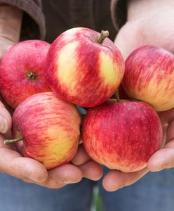 Na targach pojawiły się już polskie jabłka. To kilka tygodni wcześniej, niż w zeszłym roku