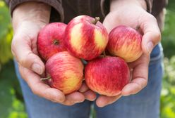 Sfrustrowani sadownicy wyrzucają jabłka na śmieci. "Ceny są rażąco niskie - to musi być jakaś zmowa"