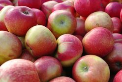 Rząd skupi z rynku pół miliona ton jabłek