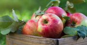 W poniedziałek ruszy interwencyjny skup jabłek przemysłowych