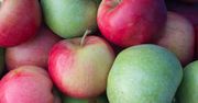 Cała prawda o jabłkach, czyli po co powstają nowe odmiany