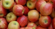 Wystarczy jedno dziennie. Dlaczego warto jeść jabłka?
