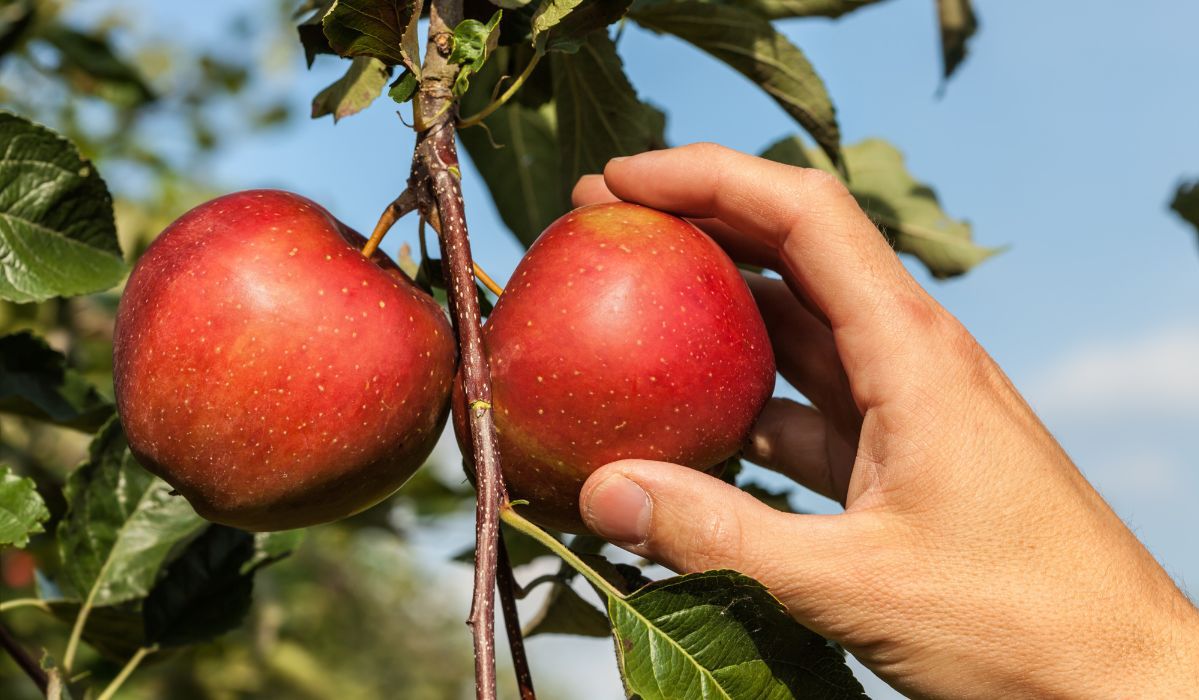 Sezon na jabłka. Dlaczego warto jeść te popularne polskie owoce?