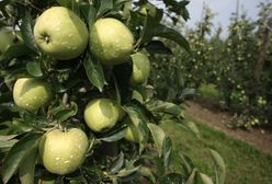 Darmowe jabłka rozeszły się na pniu. Akcja z okazji 100. rocznicy odzyskania niepodległości