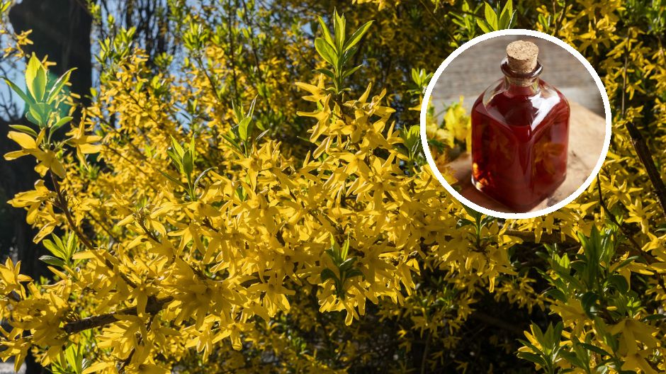 Zbieraj przed południem, w pogodny dzień. Wiosenne kwiaty, które kocha serce