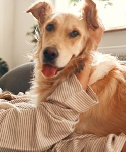 Czworonożni podopieczni, ludzka troska: petsitting - opieka na miarę XXI wieku