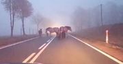 Z mgły wyłoniło się stado. Policjanci udostępnili nagranie