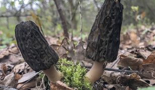 Ceny zwalają z nóg. Ogromna kara za zbieranie