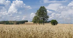 Zboże