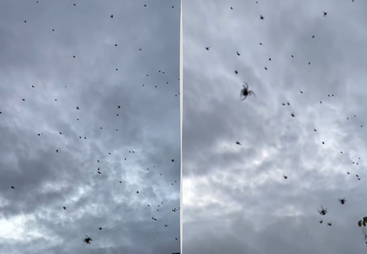 Sceny jak z horroru. Z nieba lecą pająki!