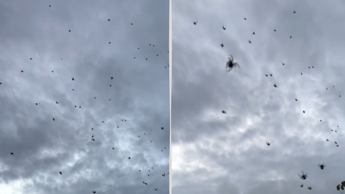 Te sceny to koszmar każdej osoby z arachnofobią