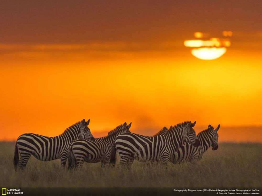 Fotografie natury, która nie przestaje zachwycać. Oto finałowe prace konkursu National Geographic Nature Photographer of the Year 2016 37
