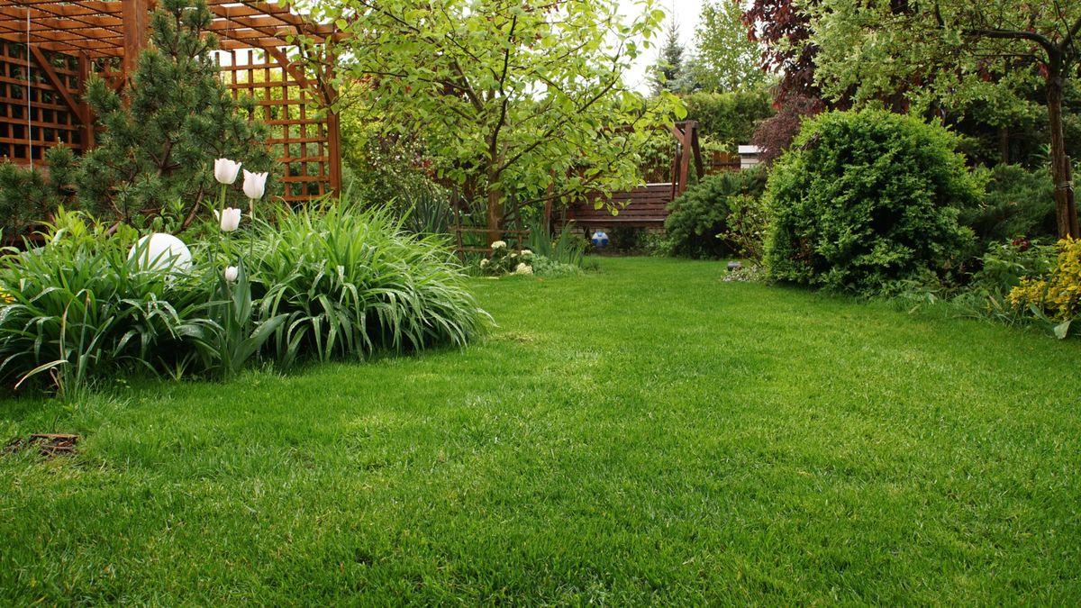 Jak odżywić trawnik?