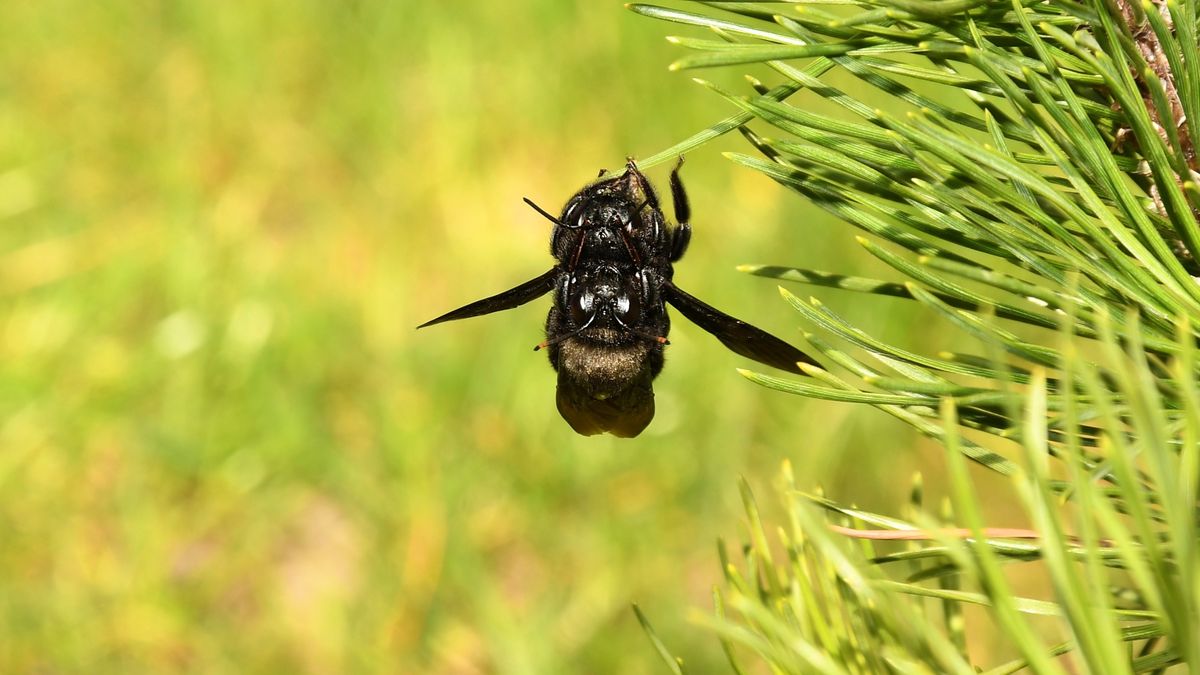 Czarna pszczoła znów obecna w Polsce.