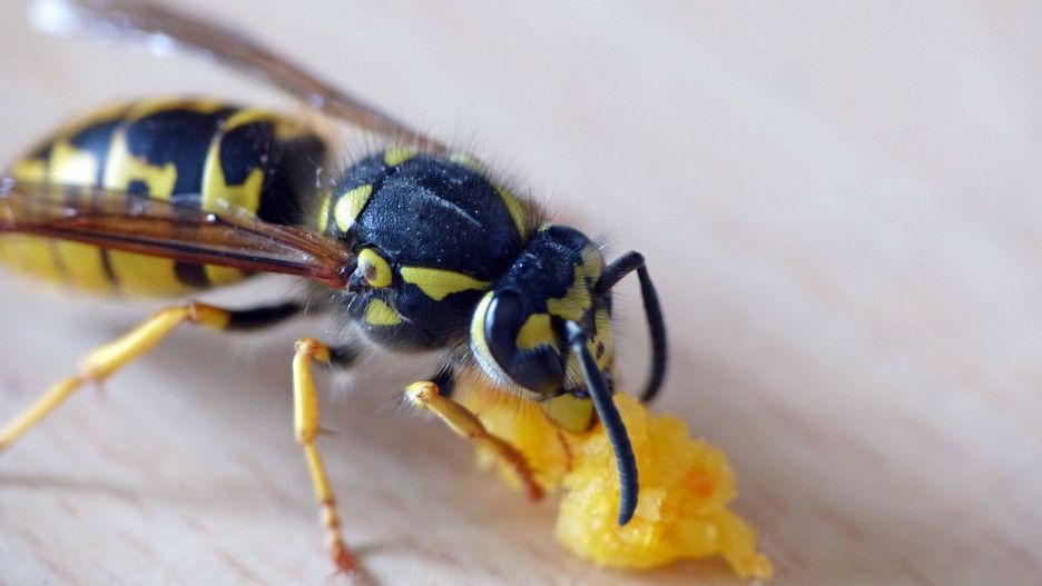 Mężczyzna najadł się strachu. Osa użądliła go w gardło 