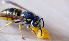 Mężczyzna najadł się strachu. Osa użądliła go w gardło