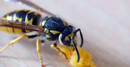 Mężczyzna najadł się strachu. Osa użądliła go w gardło