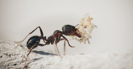 Skuteczny sposób na mrówki. W końcu pozbędziesz się ich z mieszkania