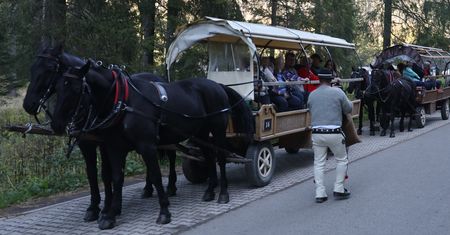 Przebadali konie z Morskiego Oka. "Doskonała forma"