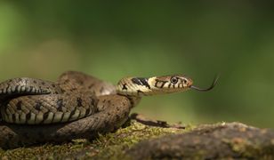 Spotkała węża na chodniku. Z pomocą przyszedł pracownik zoo