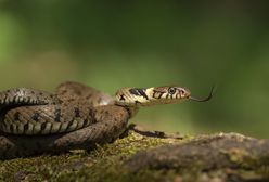 Spotkała węża na chodniku. Z pomocą przyszedł pracownik zoo