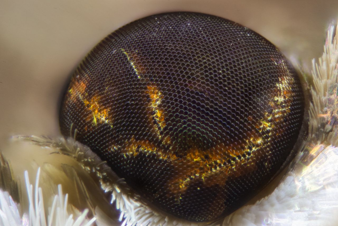 Będziemy widzieć jak ćmy? Powstał rewolucyjny detektor