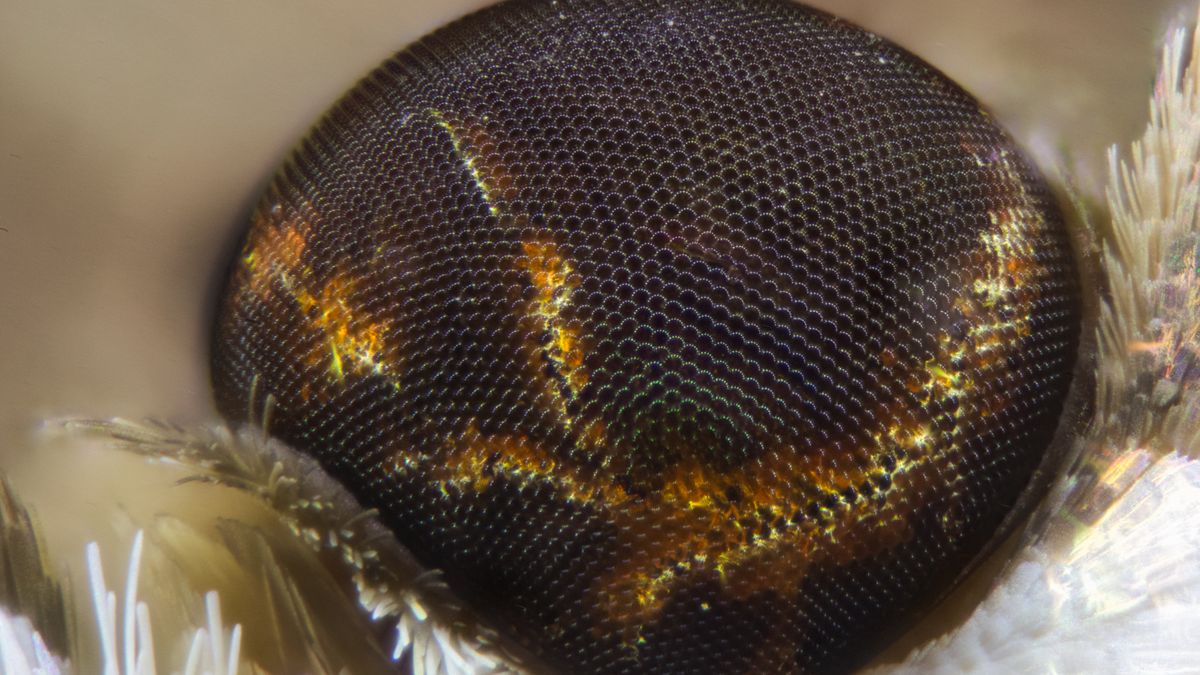 Oko ćmy w zbliżeniu — zdjęcie ilustracyjne