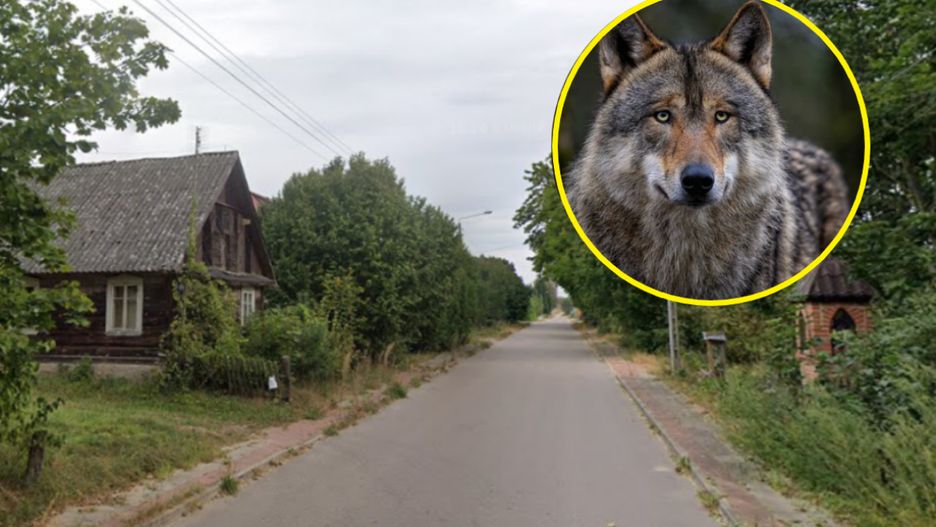 Mieszkańcy kilkunastu wsi boją się wilków