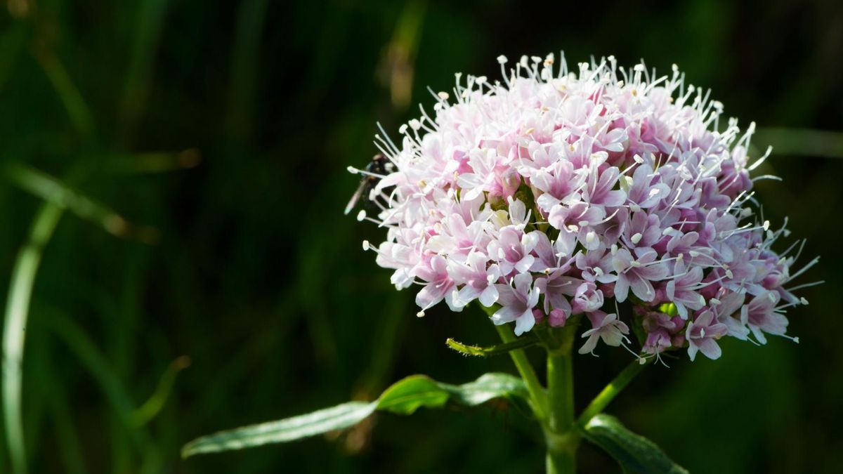 Zdjęcie przedstawia kwiat waleriany